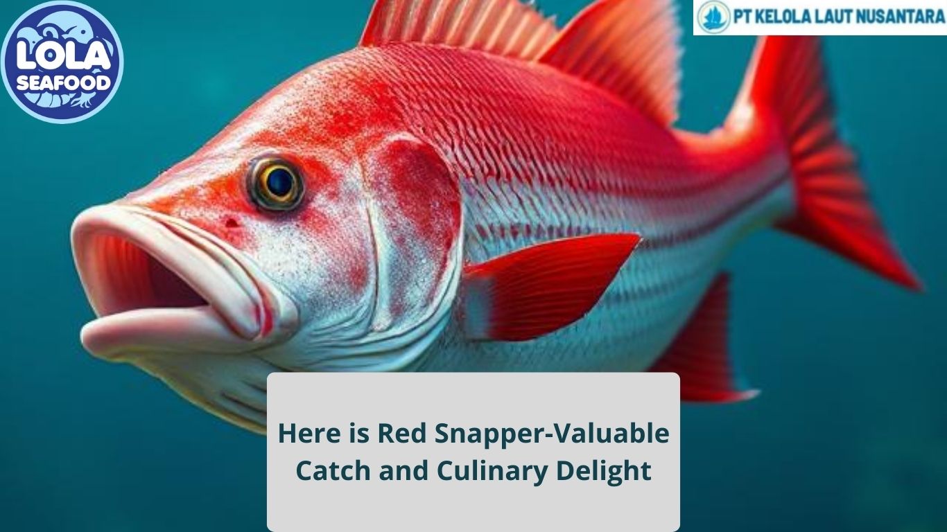 Here is Red Snapper-Valuable Catch and Culinary Delight